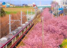 Tour Nhật Bản Cung Đường Tokyo - Núi Phú Sĩ Tết Nguyên Đán 2027